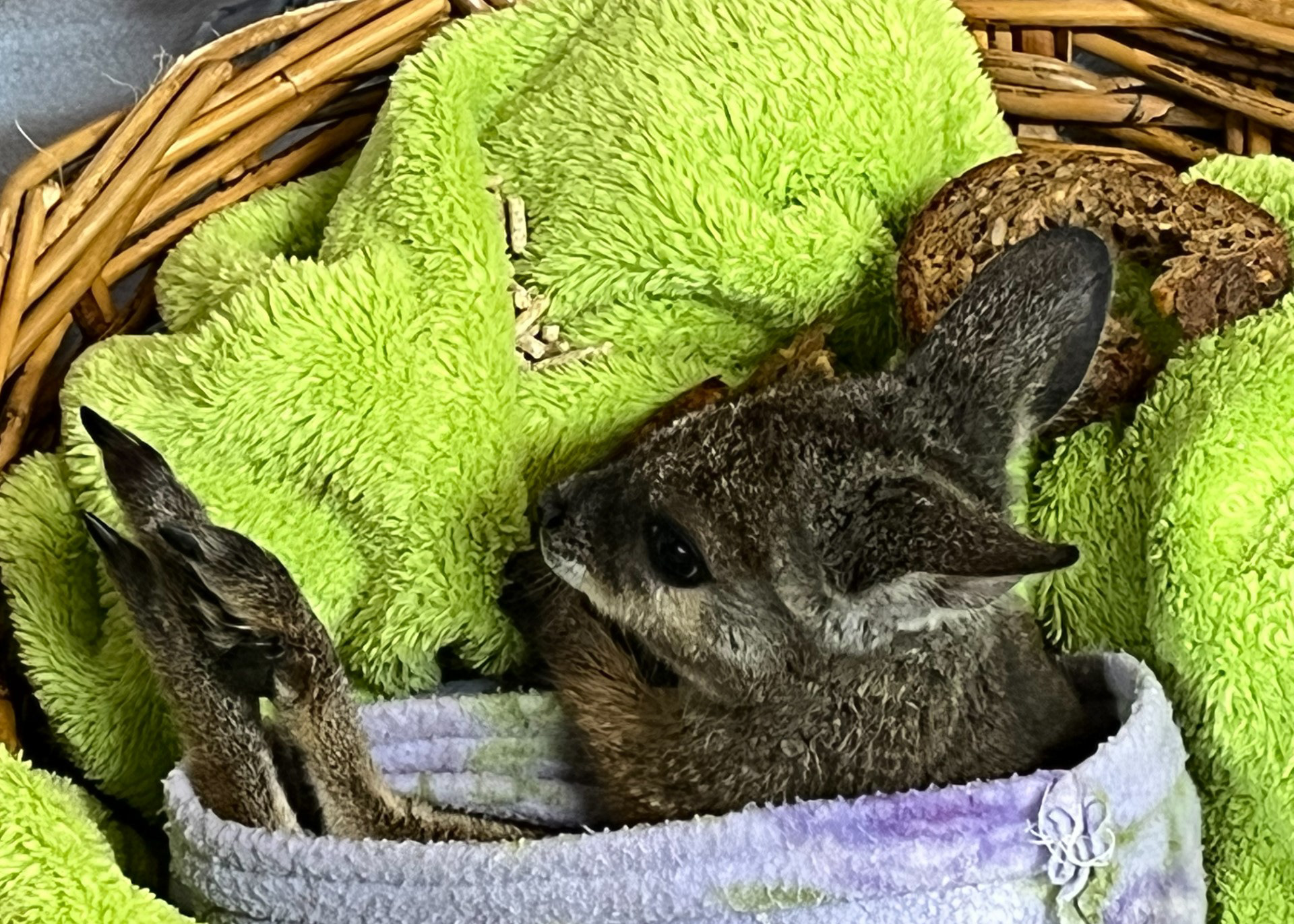 Baby Orphan Wallaby at Emu Bay