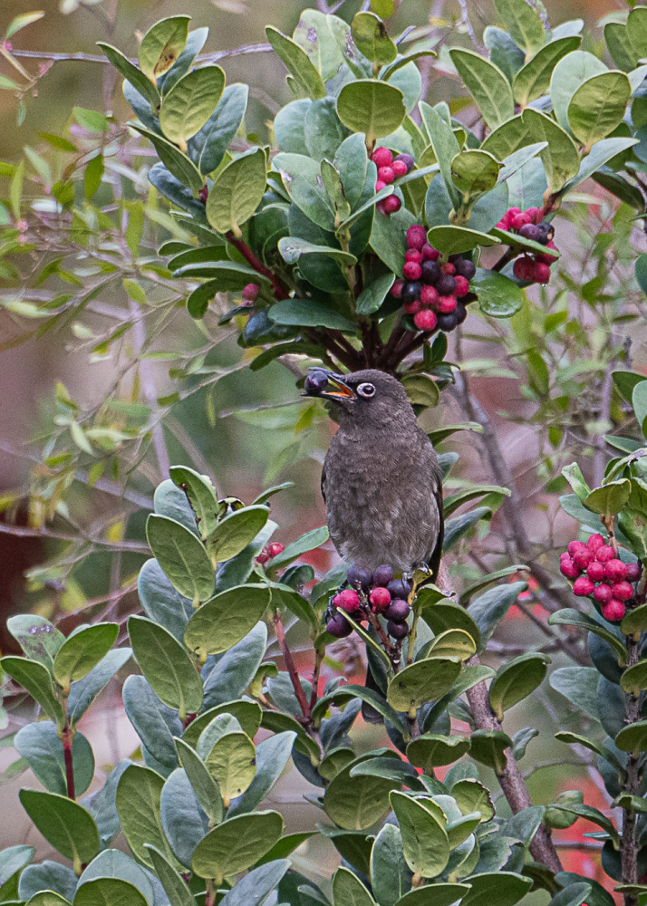 Cape Bulbul at Botanical Gardens