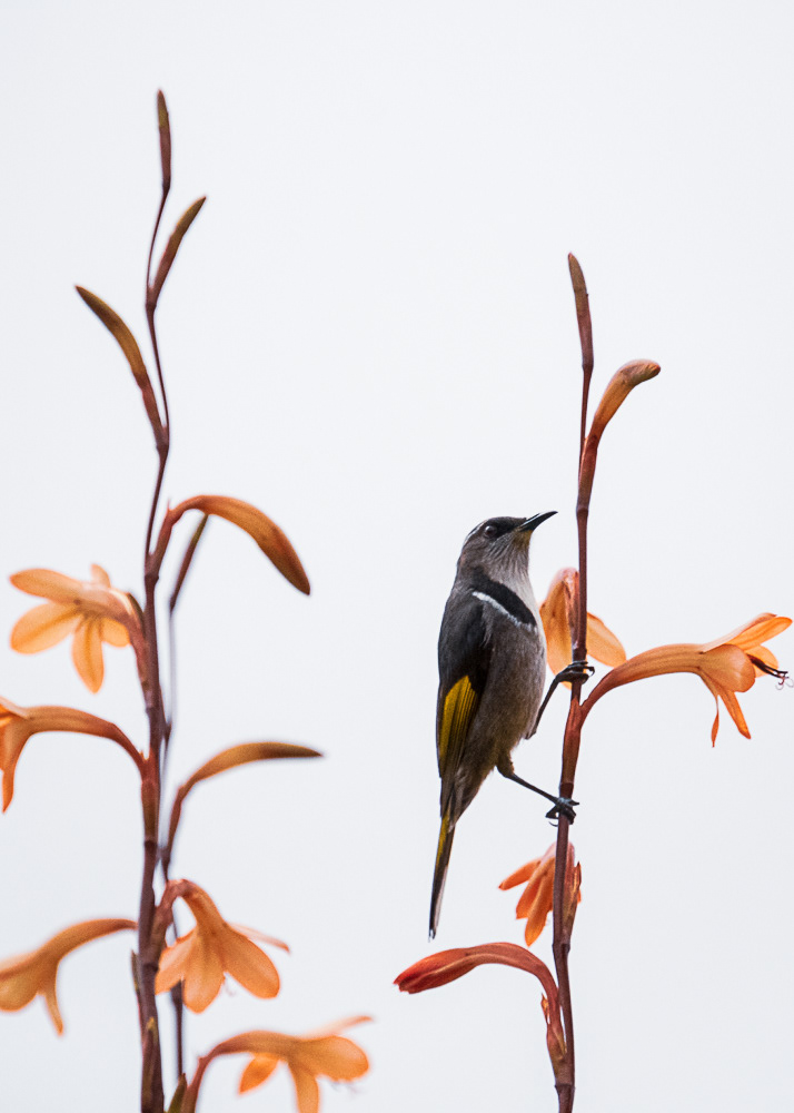 Honey Eater on Kangaroo Island