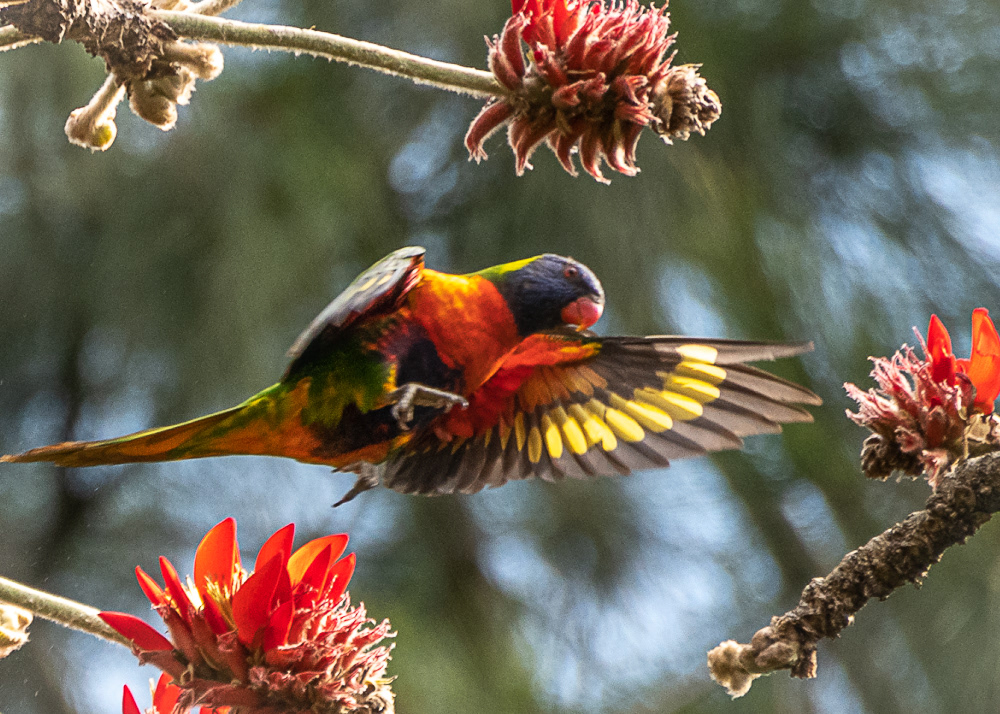 Rainbow Lorakeet at Sydney Royal Botanical Gardens