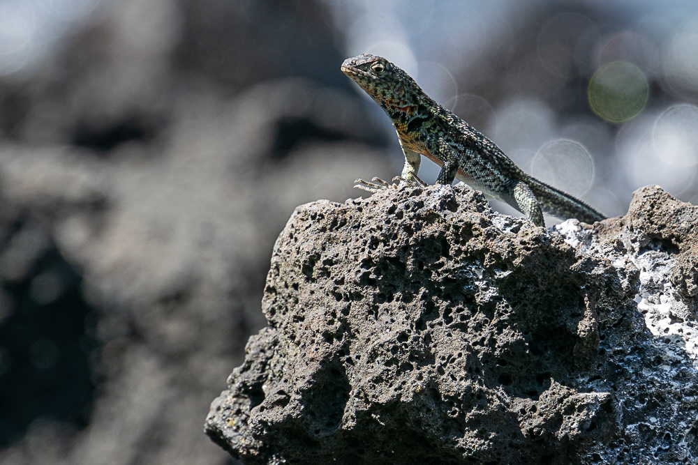 Lizard on Santa Cruz Island