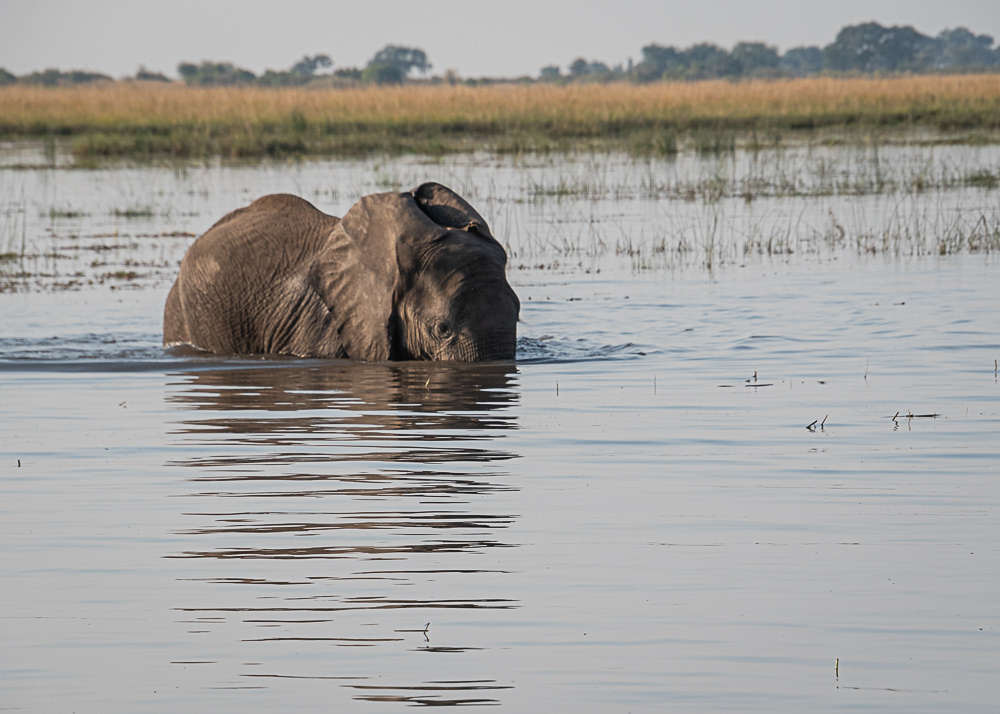 Elephant Crossing in Chobe River