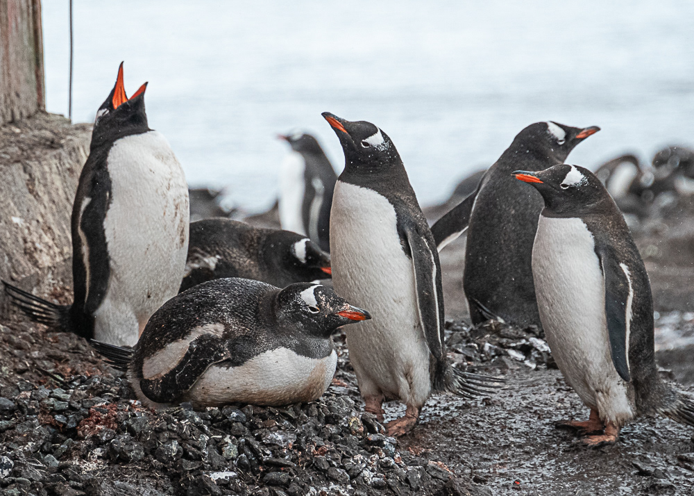 Gentoo Colony