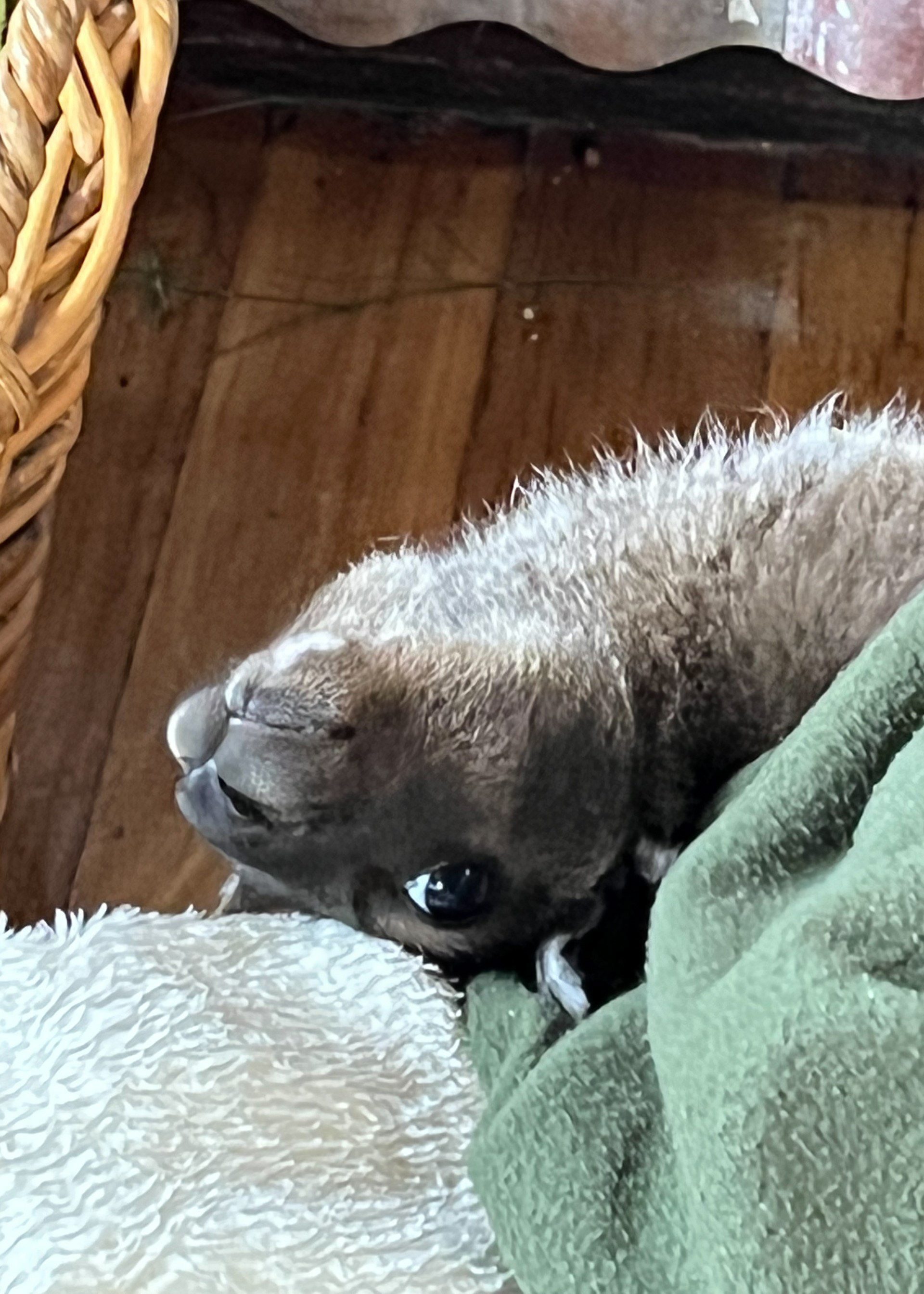 Baby Orphan Kangaroo at Emu Bay
