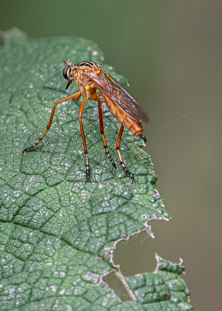Hanging Thief Robber Fly at Dyke Marsh