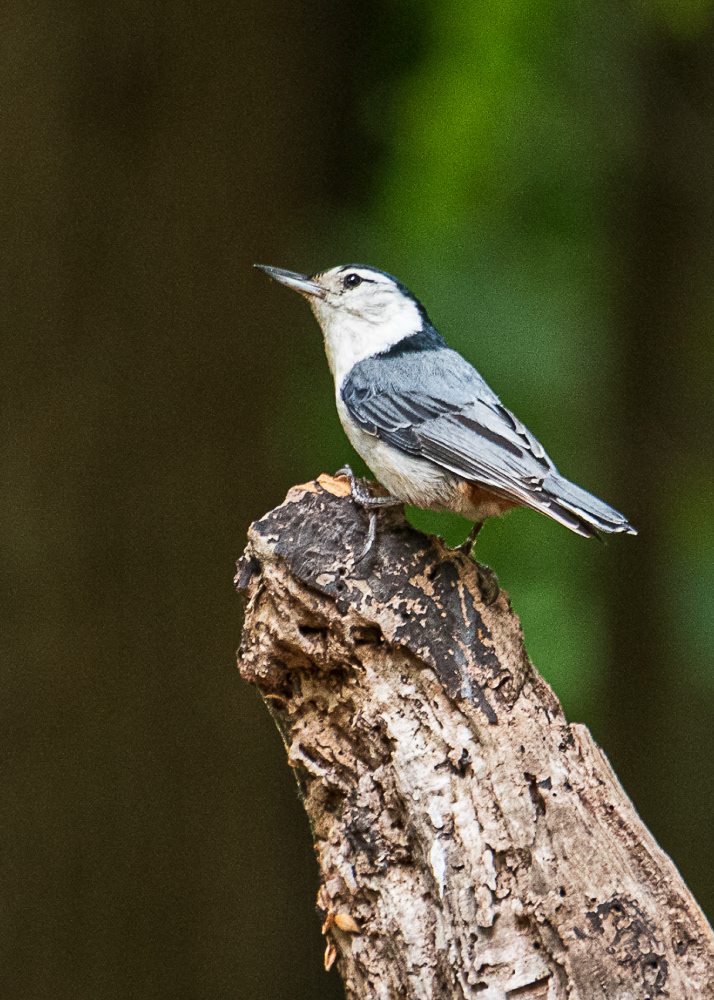 White Breasted Nuthatch at Upton Hill Regional Park