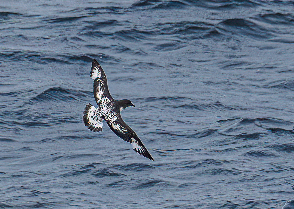 Cape Petrel Following the Ship
