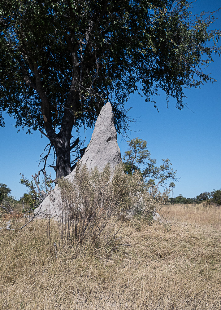 Termite Mounds at the Delta