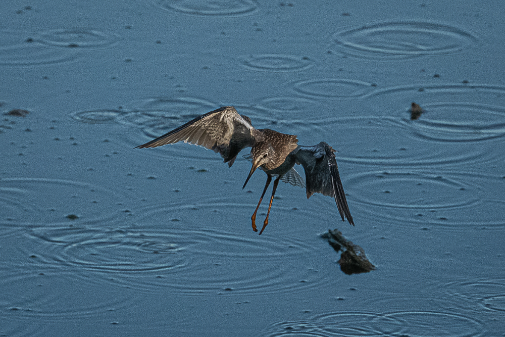 Lesser Yellow Legs at Huntley Meadows