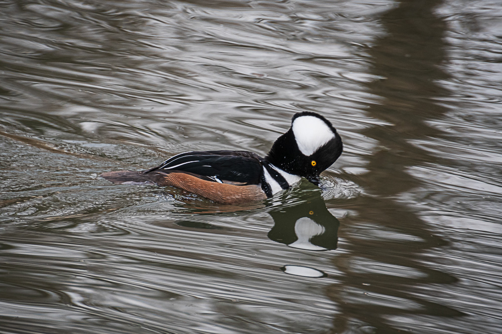 Male Merganser at Ben Brenman Park