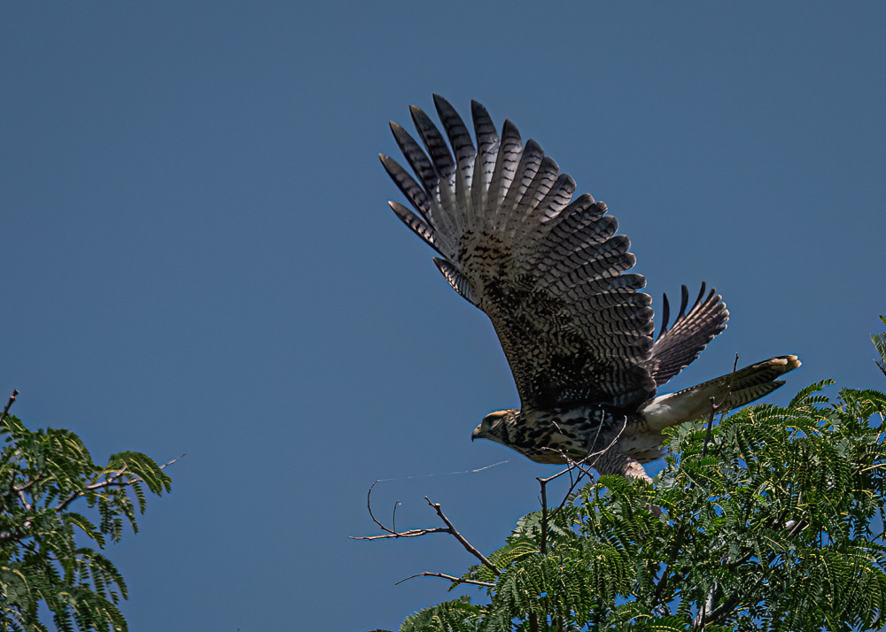 Harris Hawk at Ecological Reserve in Buenos Aires