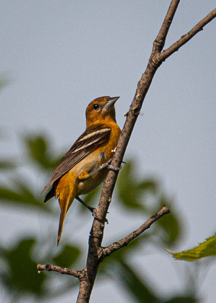 Female Baltimore Oriole at Four Mile Run Park