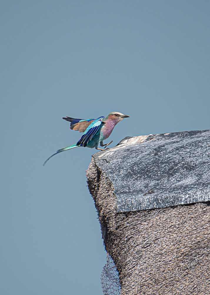 Lilac Breasted Roller at Lodge In Okavango Delta