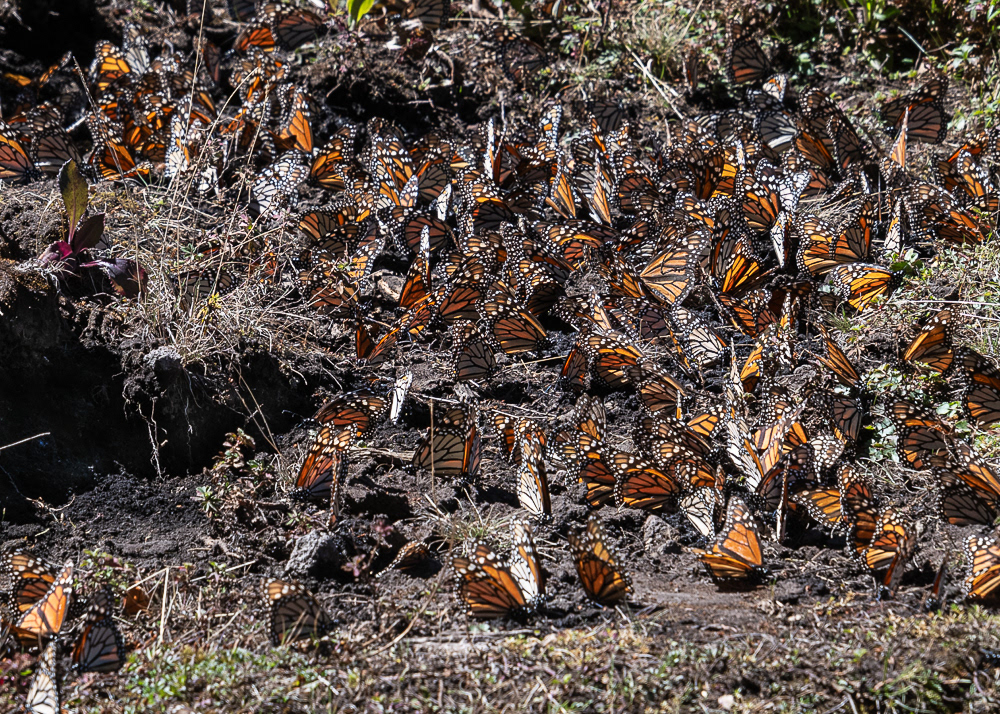 Monarchs at Sierra Chincua Monarch Reserve