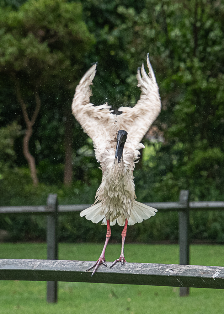 Australian Ibis at Sydney Botanical Gardens