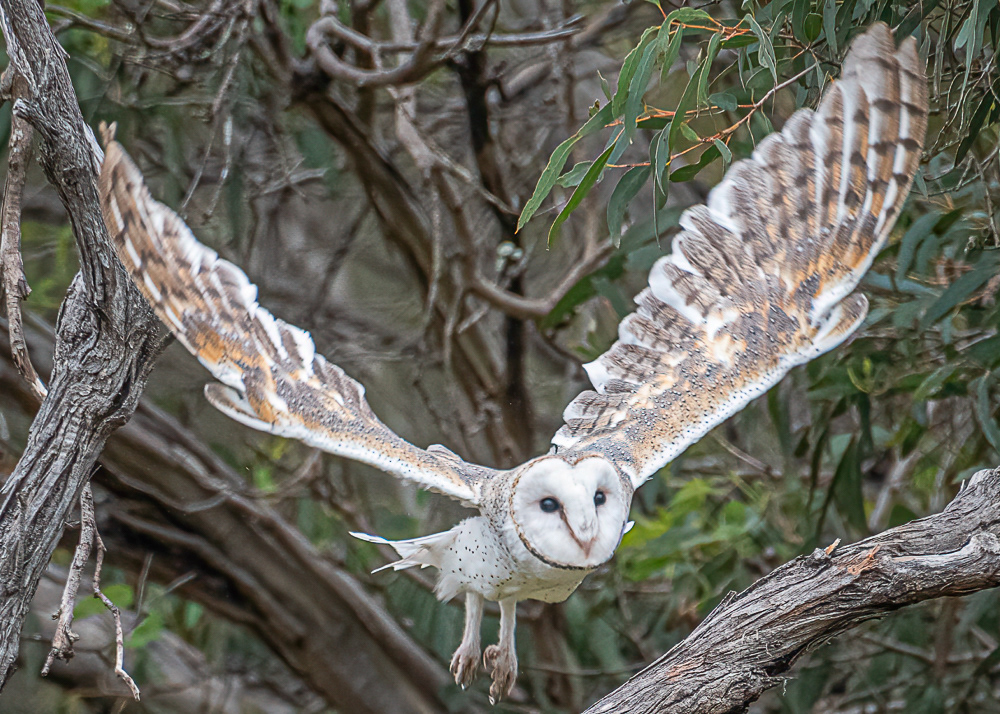 Raptor Show at Kangaroo Island