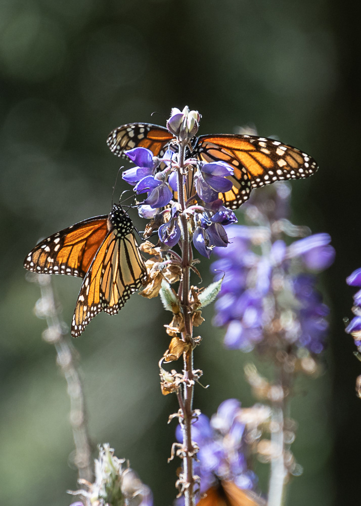 Monarchs at El Rosario Monarch Reserve