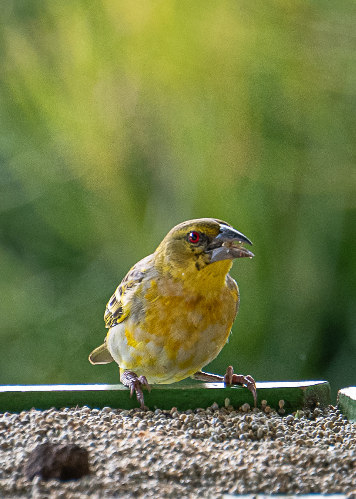 Golden Weaver at Lodge in Victoria Falls