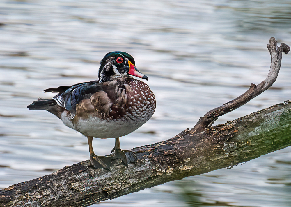 Male Wood Duck at Four Mile Run Park