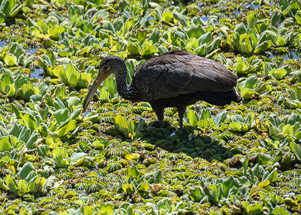 Limpkin at Ecological Reserve in Buenos Aires