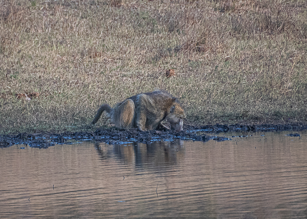 Baboon at the Watering Hole