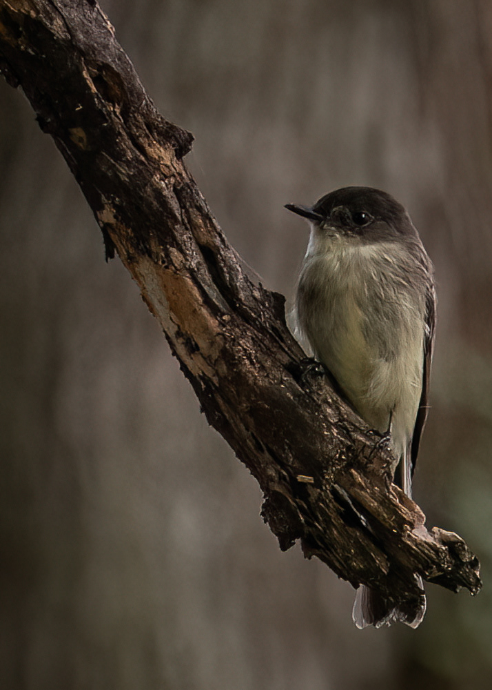 Eastern Phoebe at Dyke Marsh