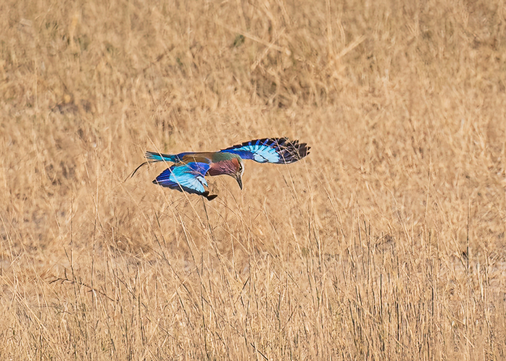 Lilac Breaster Roller