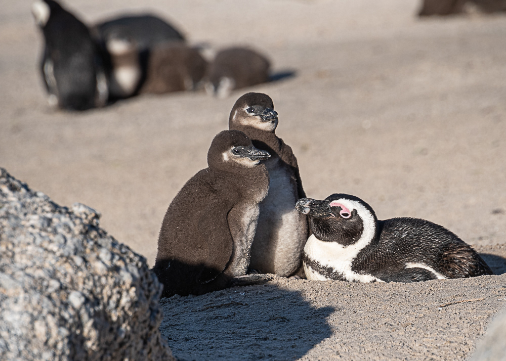 Boulder Penguin Colony