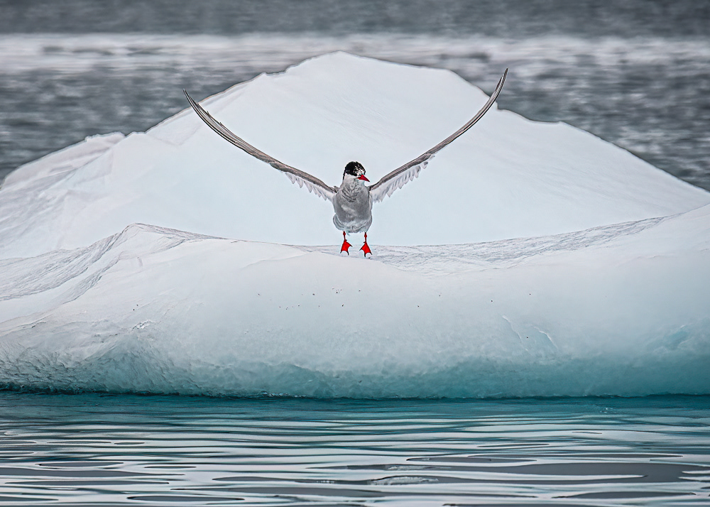 Antarctic Tern
