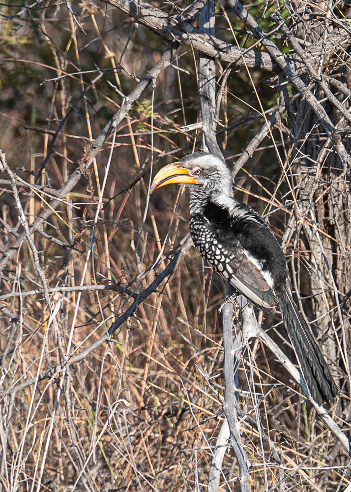 Yellow Billed Hornbill Hwange Reserve