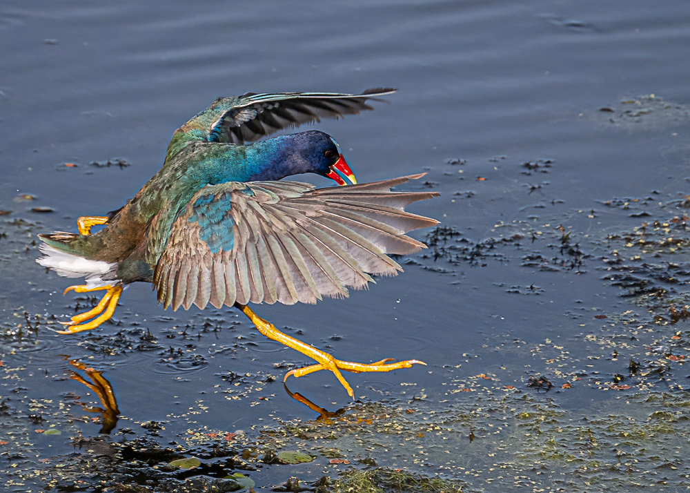 Purple Gallinule (Jesus Bird) Walking on Water at Orlando Wetlands