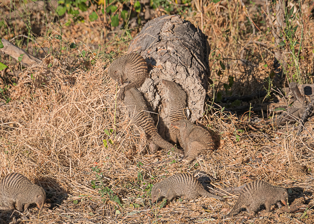 Banded Mongoose at the Lodge in Okavango Delta