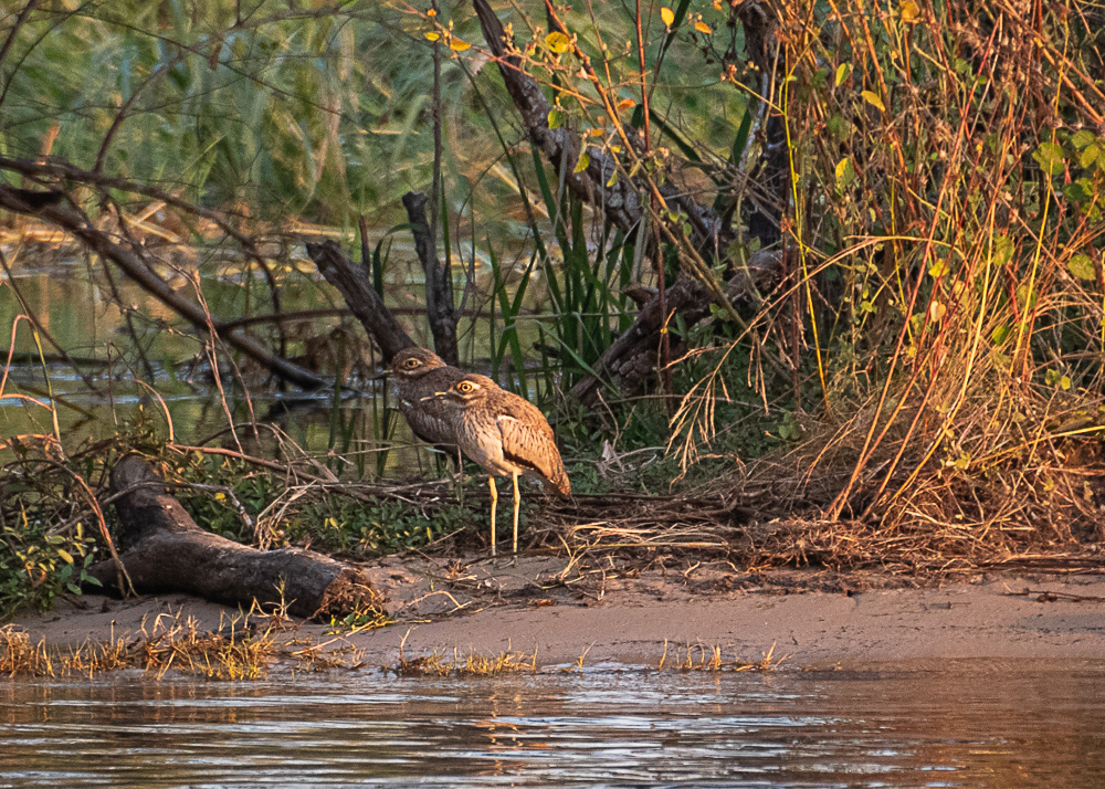 Water Thick-Knees Along Zambezi River