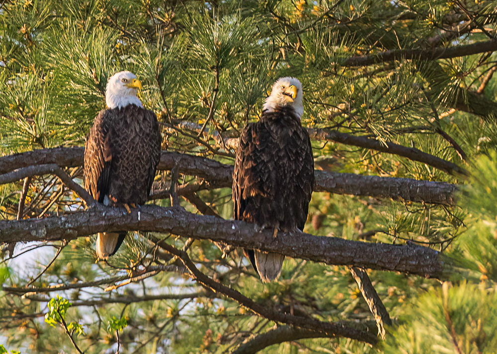 Eagles at Blackwater Wildlife Refuge