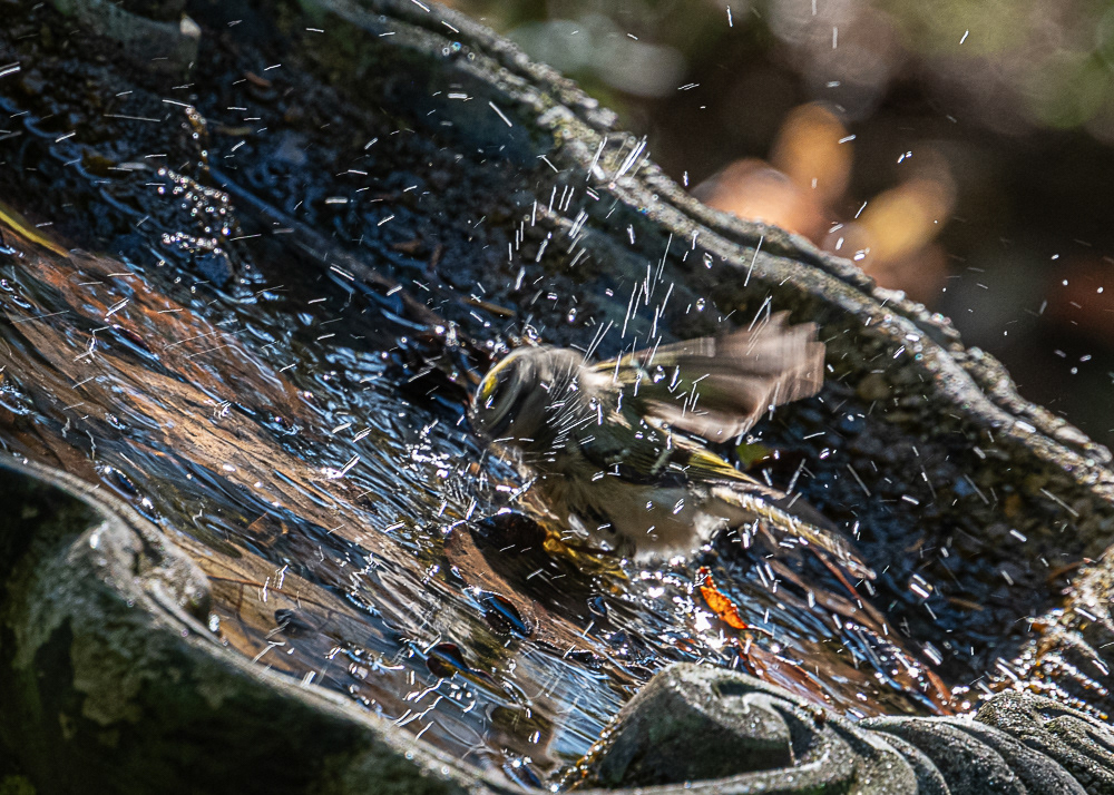Golden Crowned Kinglet at Cape May