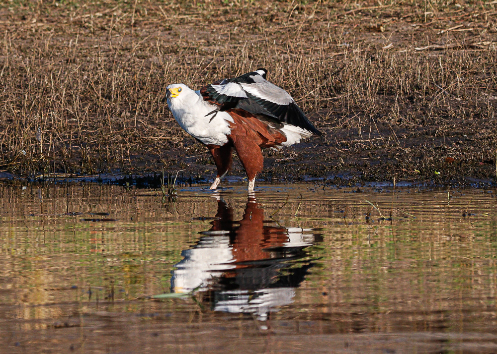 Fish Eagle Bombed by a Blacksmith Lapwing