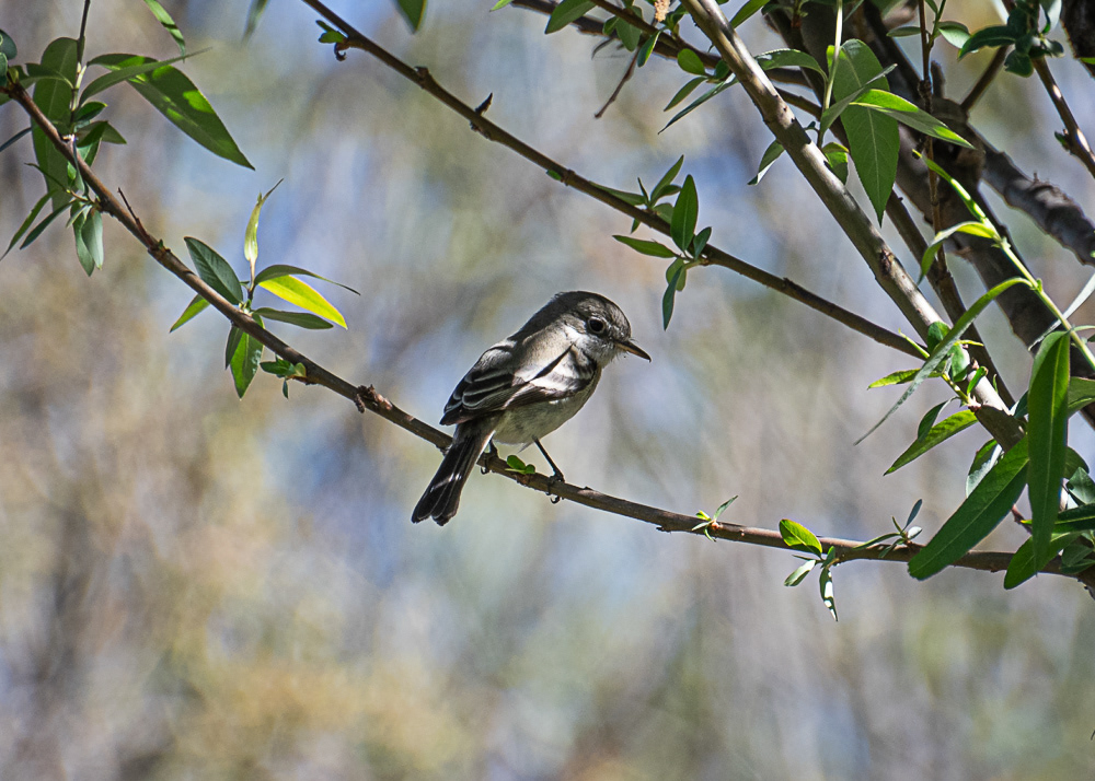 Dusky Flycatcher  at Xochimilco Ecological Park