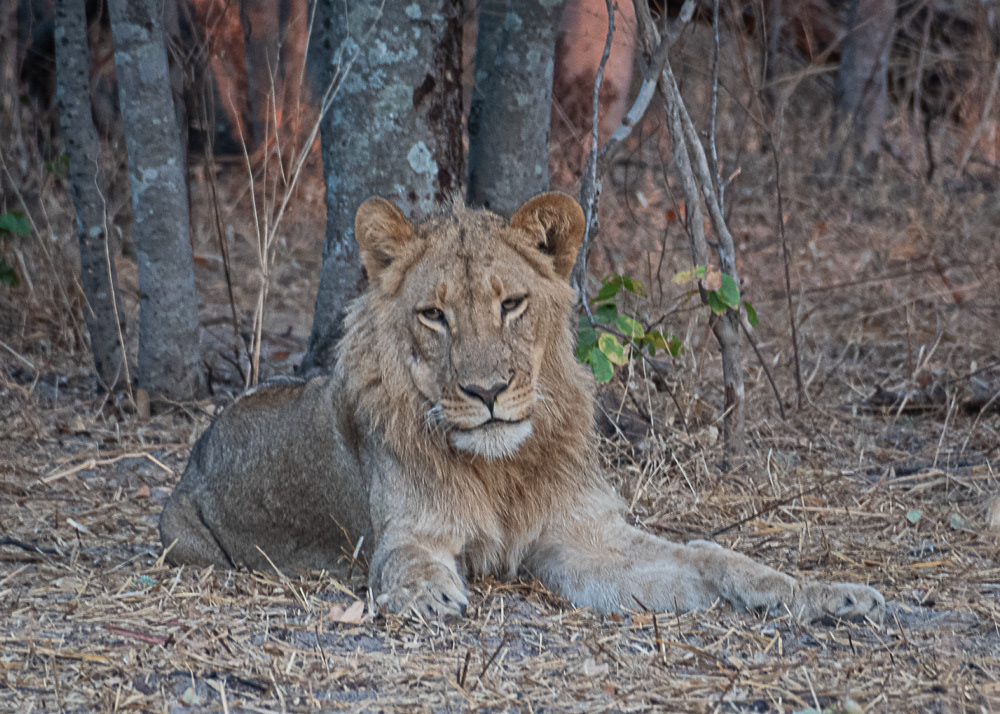 Lions at Hwange