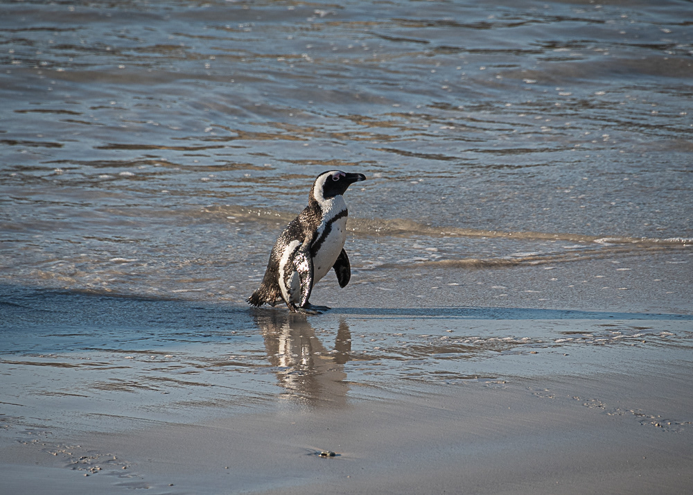 Boulder Penguin Colony