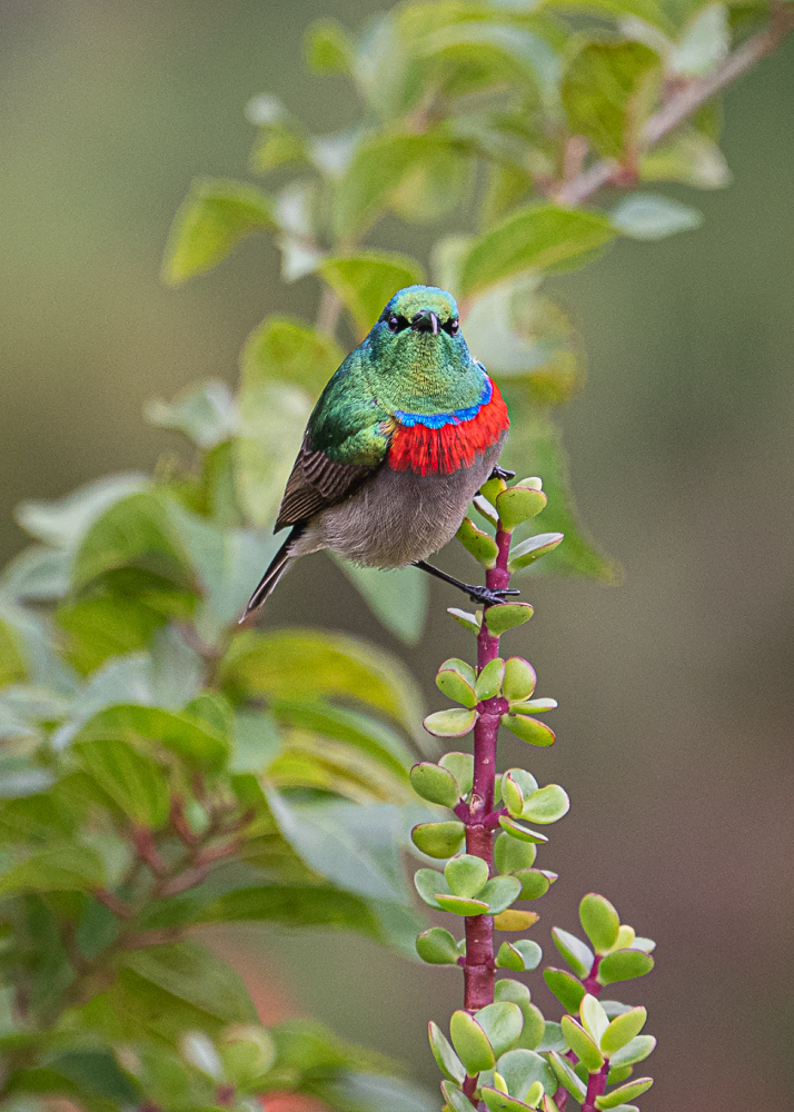 Southern Double Collared Sunbird at Botanical Gardens