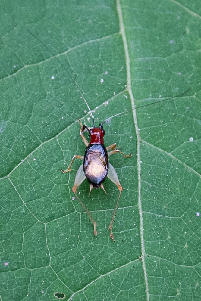 Red Headed Bush Cricket at Dyke Marsh
