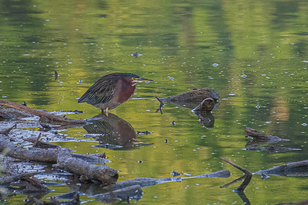 Green Heron at Huntley Meadows