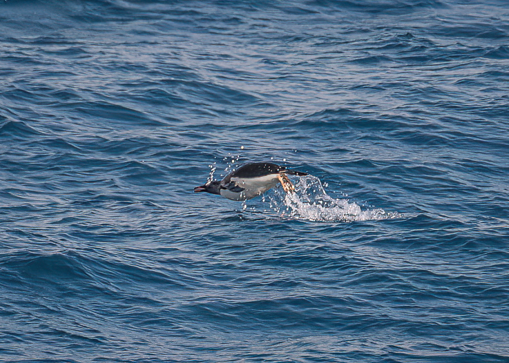 Gentoo Penguins Following the Ship