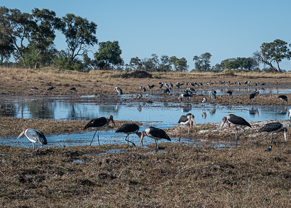 Maribou Storks at the Delta