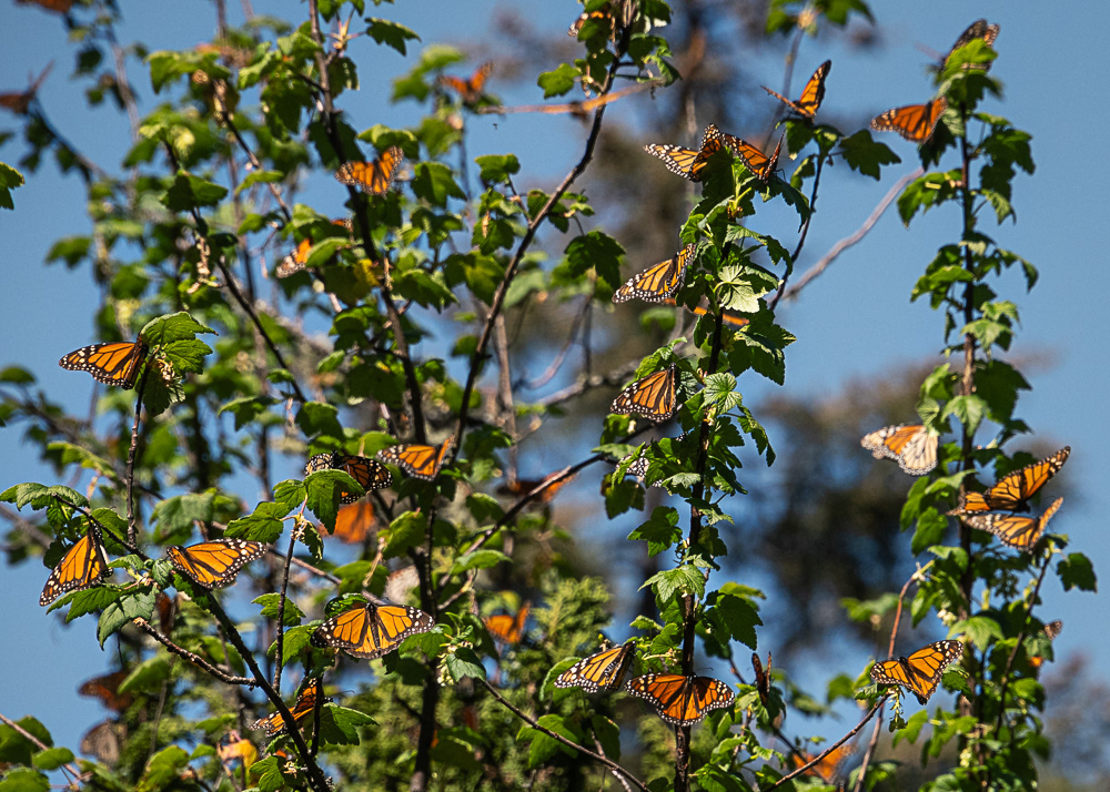 Monarchs at El Rosario Monarch Reserve