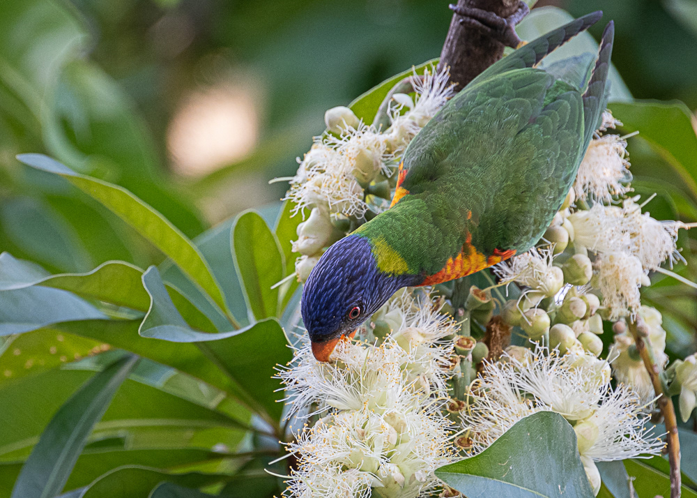 Rainbow Lorakeet at Cairns