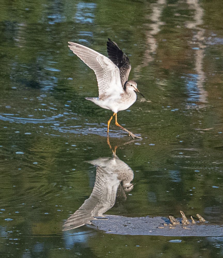 Lesser Yellowlegs at Huntley