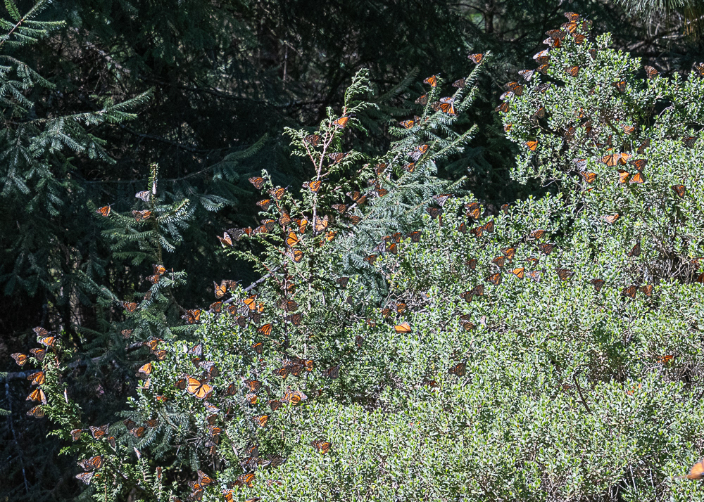 Monarchs at Sierra Chincua Monarch Reserve