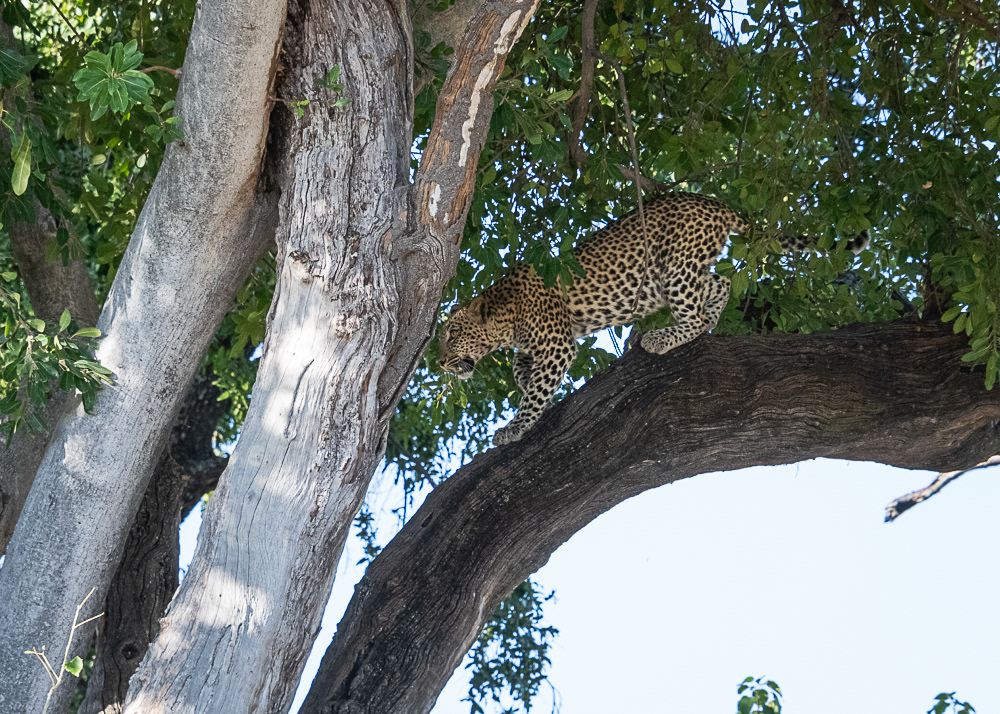 Angry Leopard After a Hyena Stole Her Kill