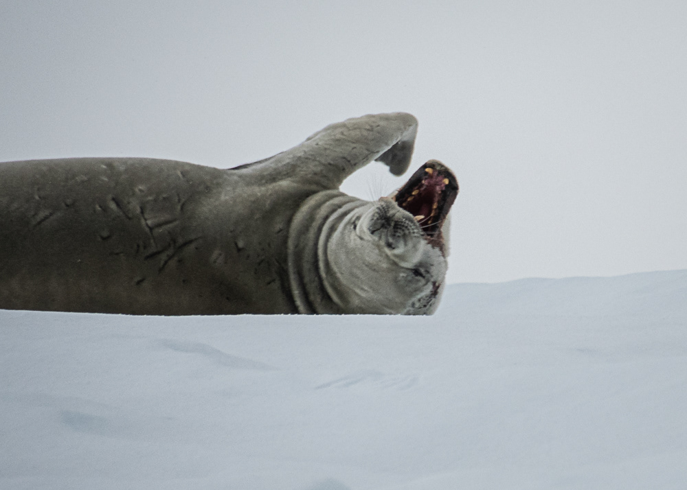 Antarctica Crabeater Seal
